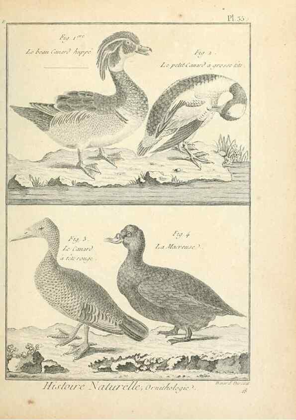 Reproducción/Reproduction 7850567006: Tableau encyclopédique et méthodique des trois règnes de la nature.. A Paris :Chez Mme. veuve Agasse ...,1823.