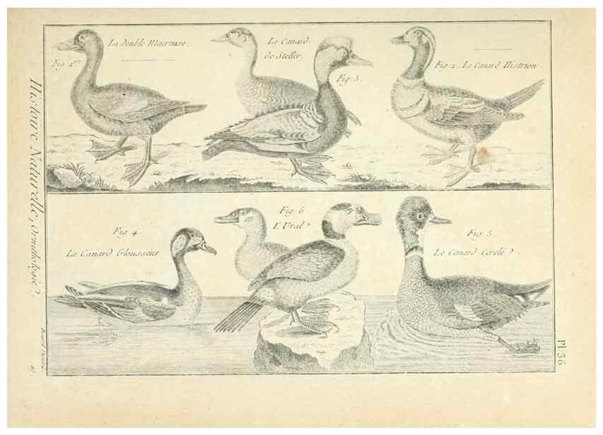 Reproducción/Reproduction 7850567538: Tableau encyclopédique et méthodique des trois règnes de la nature.. A Paris :Chez Mme. veuve Agasse ...,1823.