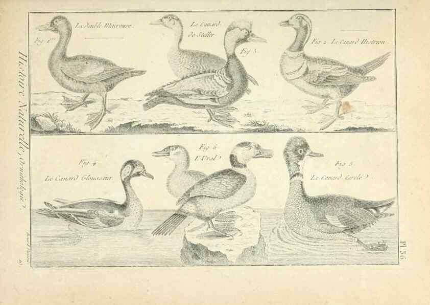 Reproducción/Reproduction 7850567538: Tableau encyclopédique et méthodique des trois règnes de la nature.. A Paris :Chez Mme. veuve Agasse ...,1823.