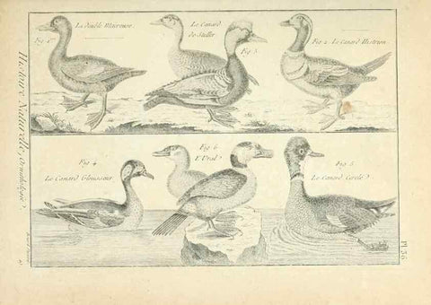 Reproducción/Reproduction 7850567538: Tableau encyclopédique et méthodique des trois règnes de la nature.. A Paris :Chez Mme. veuve Agasse ...,1823.