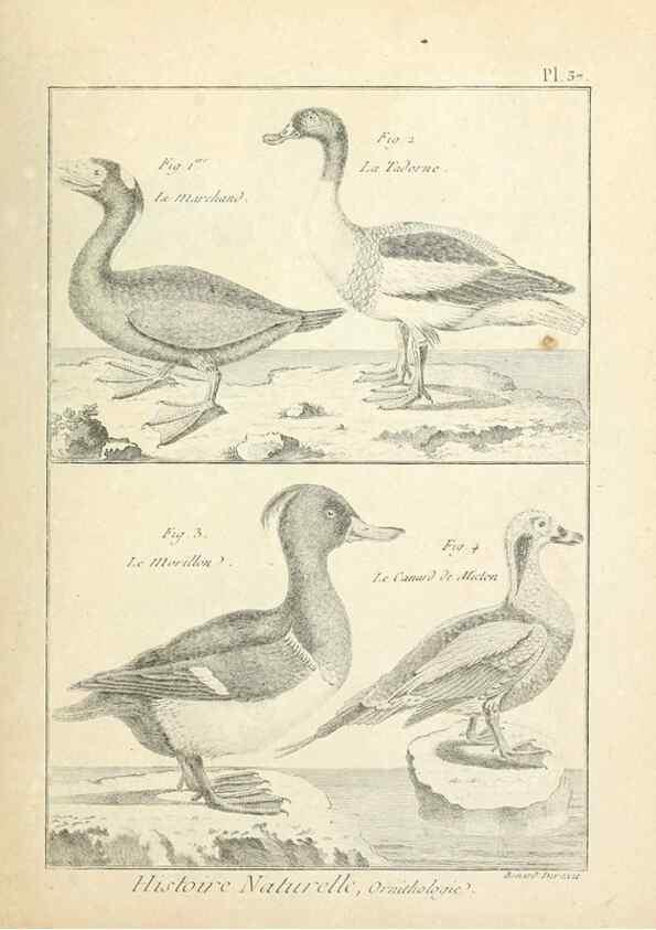 Reproducción/Reproduction 7850568134: Tableau encyclopédique et méthodique des trois règnes de la nature.. A Paris :Chez Mme. veuve Agasse ...,1823.