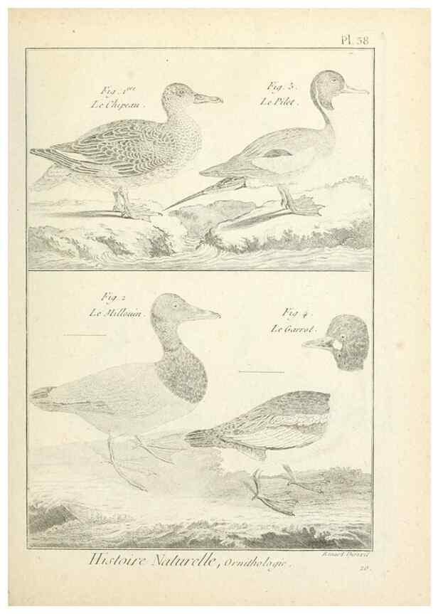 Reproducción/Reproduction 7850568696: Tableau encyclopédique et méthodique des trois règnes de la nature.. A Paris :Chez Mme. veuve Agasse ...,1823.