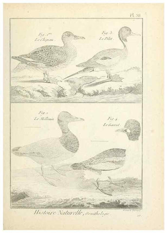 Reproducción/Reproduction 7850568696: Tableau encyclopédique et méthodique des trois règnes de la nature.. A Paris :Chez Mme. veuve Agasse ...,1823.