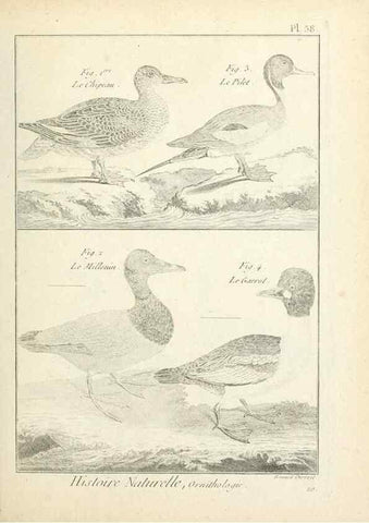 Reproducción/Reproduction 7850568696: Tableau encyclopédique et méthodique des trois règnes de la nature.. A Paris :Chez Mme. veuve Agasse ...,1823.