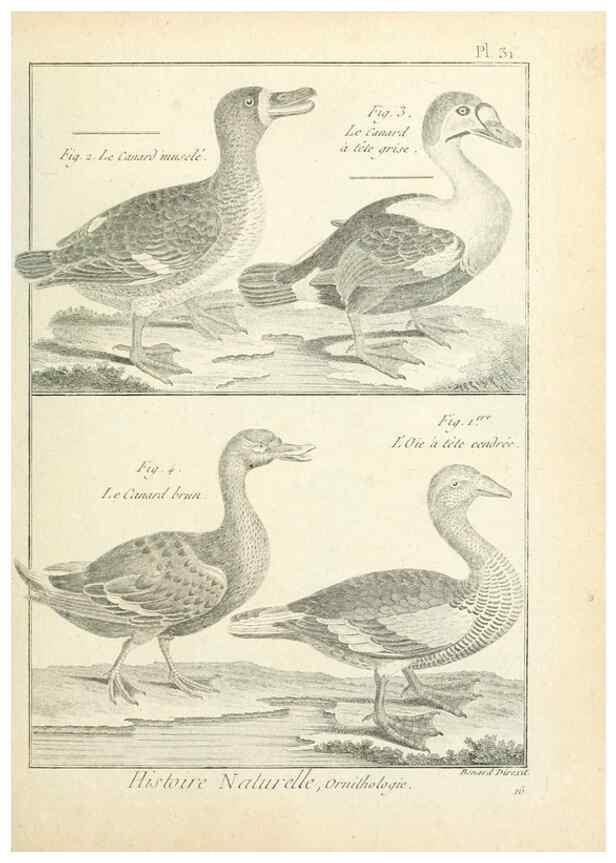 Reproducción/Reproduction 7850564768: Tableau encyclopédique et méthodique des trois règnes de la nature.. A Paris :Chez Mme. veuve Agasse ...,1823.