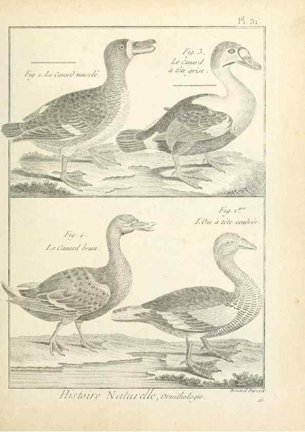 Reproducción/Reproduction 7850564768: Tableau encyclopédique et méthodique des trois règnes de la nature.. A Paris :Chez Mme. veuve Agasse ...,1823.