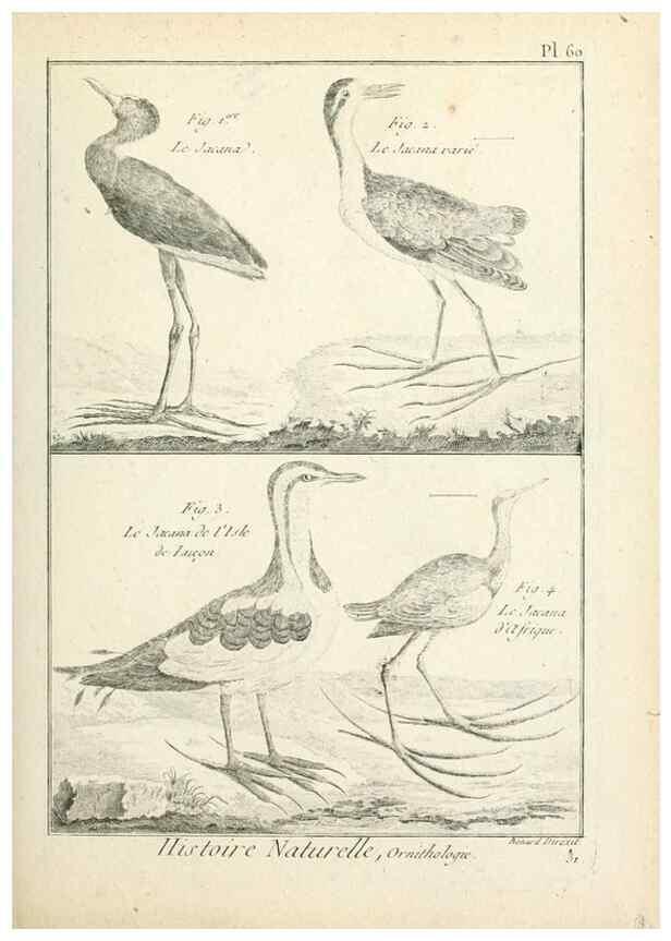 Reproducción/Reproduction 7850583150: Tableau encyclopédique et méthodique des trois règnes de la nature.. A Paris :Chez Mme. veuve Agasse ...,1823.