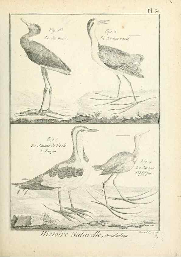 Reproducción/Reproduction 7850583150: Tableau encyclopédique et méthodique des trois règnes de la nature.. A Paris :Chez Mme. veuve Agasse ...,1823.