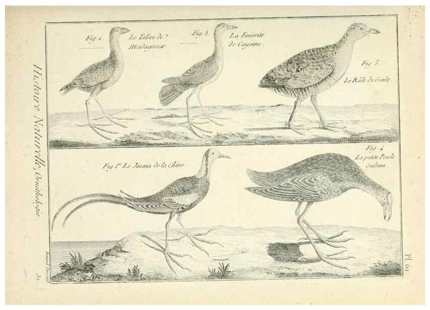 Reproducción/Reproduction 7850583782: Tableau encyclopédique et méthodique des trois règnes de la nature.. A Paris :Chez Mme. veuve Agasse ...,1823.