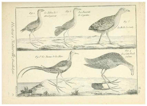 Reproducción/Reproduction 7850583782: Tableau encyclopédique et méthodique des trois règnes de la nature.. A Paris :Chez Mme. veuve Agasse ...,1823.