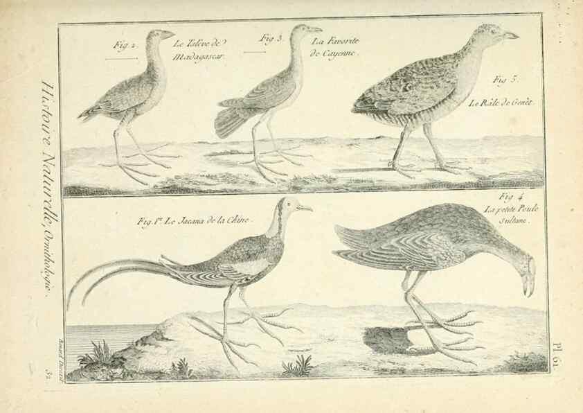 Reproducción/Reproduction 7850583782: Tableau encyclopédique et méthodique des trois règnes de la nature.. A Paris :Chez Mme. veuve Agasse ...,1823.