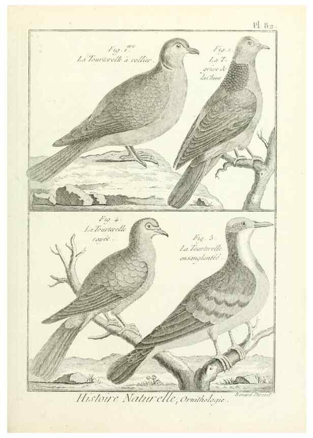 Reproducción/Reproduction 7850598058: Tableau encyclopédique et méthodique des trois règnes de la nature.. A Paris :Chez Mme. veuve Agasse ...,1823.