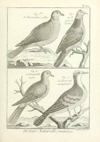 Reproducción/Reproduction 7850598058: Tableau encyclopédique et méthodique des trois règnes de la nature.. A Paris :Chez Mme. veuve Agasse ...,1823.