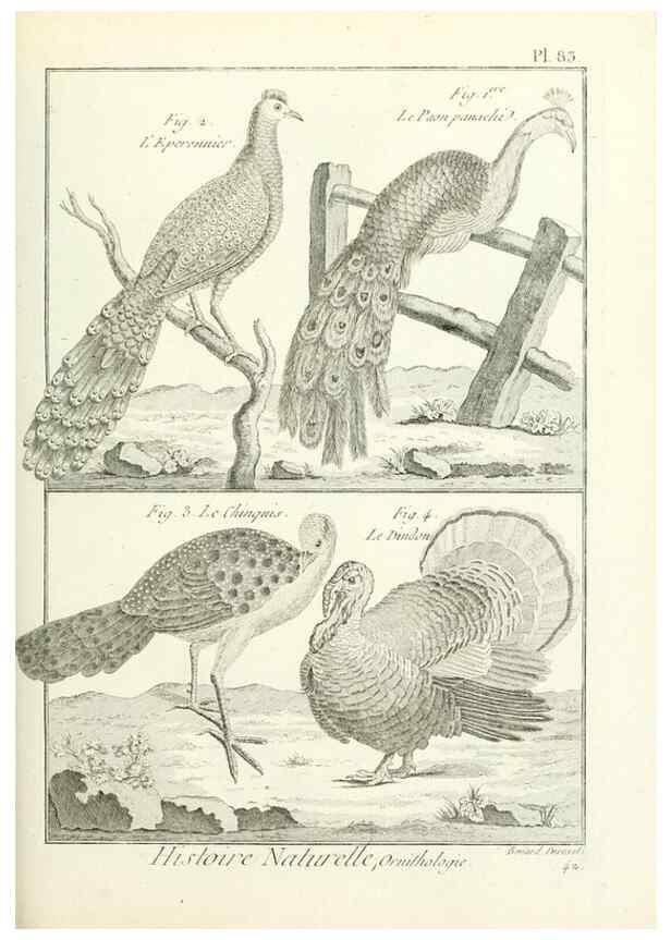 Reproducción/Reproduction 7850599168: Tableau encyclopédique et méthodique des trois règnes de la nature.. A Paris :Chez Mme. veuve Agasse ...,1823.