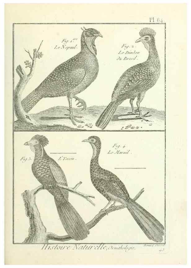 Reproducción/Reproduction 7850600176: Tableau encyclopédique et méthodique des trois règnes de la nature.. A Paris :Chez Mme. veuve Agasse ...,1823.