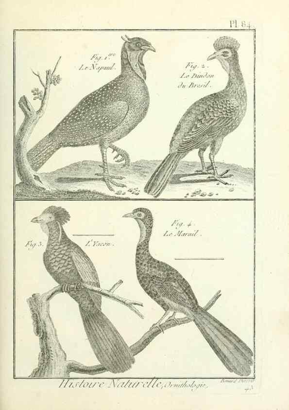 Reproducción/Reproduction 7850600176: Tableau encyclopédique et méthodique des trois règnes de la nature.. A Paris :Chez Mme. veuve Agasse ...,1823.
