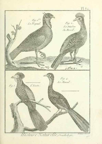 Reproducción/Reproduction 7850600176: Tableau encyclopédique et méthodique des trois règnes de la nature.. A Paris :Chez Mme. veuve Agasse ...,1823.