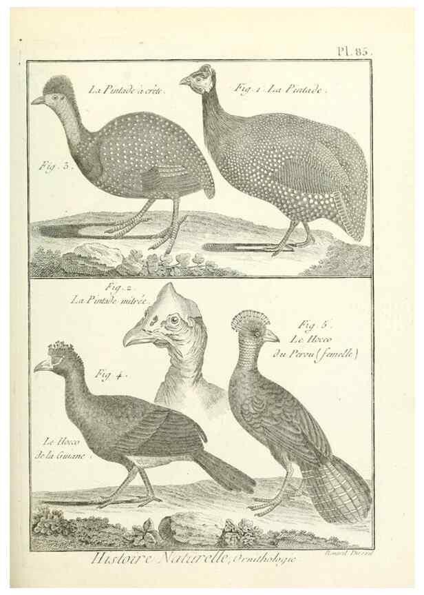 Reproducción/Reproduction 7850601420: Tableau encyclopédique et méthodique des trois règnes de la nature.. A Paris :Chez Mme. veuve Agasse ...,1823.