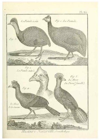 Reproducción/Reproduction 7850601420: Tableau encyclopédique et méthodique des trois règnes de la nature.. A Paris :Chez Mme. veuve Agasse ...,1823.