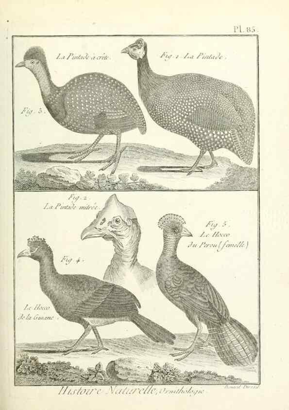 Reproducción/Reproduction 7850601420: Tableau encyclopédique et méthodique des trois règnes de la nature.. A Paris :Chez Mme. veuve Agasse ...,1823.