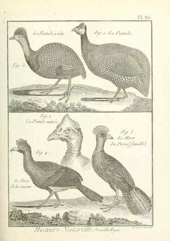 Reproducción/Reproduction 7850601420: Tableau encyclopédique et méthodique des trois règnes de la nature.. A Paris :Chez Mme. veuve Agasse ...,1823.