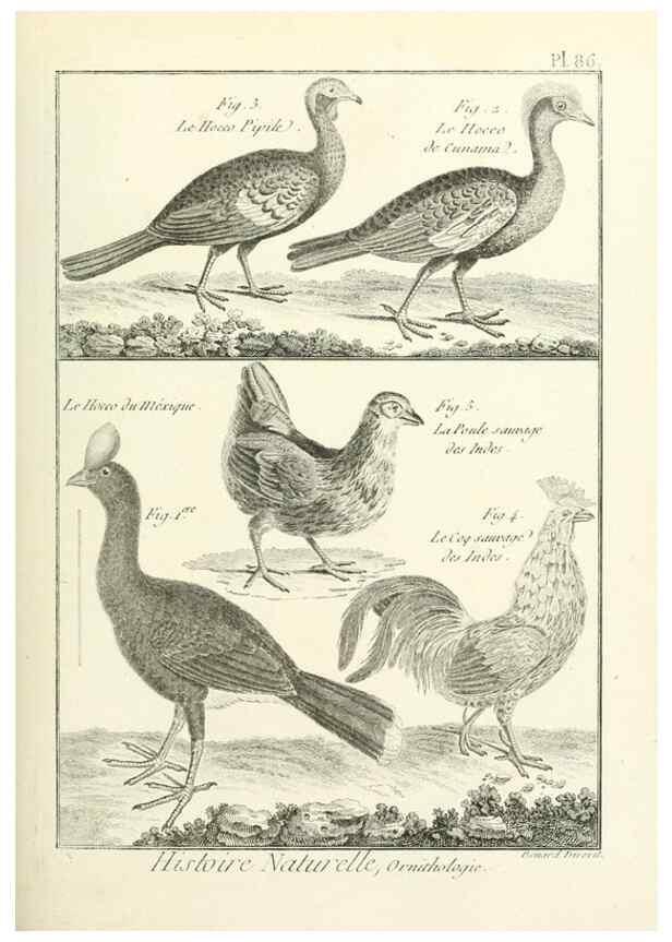 Reproducción/Reproduction 7850602522: Tableau encyclopédique et méthodique des trois règnes de la nature.. A Paris :Chez Mme. veuve Agasse ...,1823.