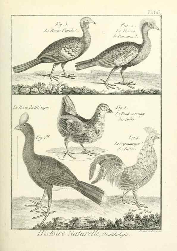 Reproducción/Reproduction 7850602522: Tableau encyclopédique et méthodique des trois règnes de la nature.. A Paris :Chez Mme. veuve Agasse ...,1823.