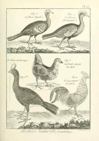 Reproducción/Reproduction 7850602522: Tableau encyclopédique et méthodique des trois règnes de la nature.. A Paris :Chez Mme. veuve Agasse ...,1823.