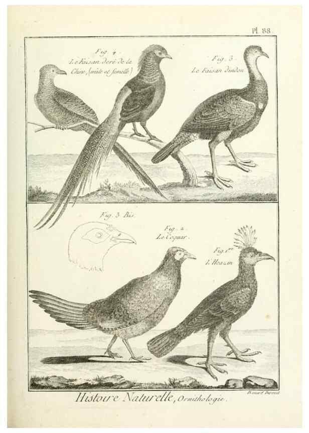 Reproducción/Reproduction 7850604768: Tableau encyclopédique et méthodique des trois règnes de la nature.. A Paris :Chez Mme. veuve Agasse ...,1823.