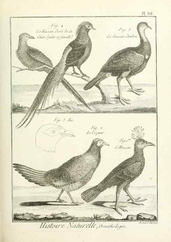Reproducción/Reproduction 7850604768: Tableau encyclopédique et méthodique des trois règnes de la nature.. A Paris :Chez Mme. veuve Agasse ...,1823.