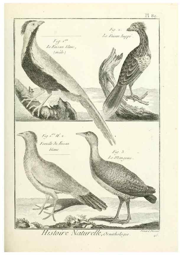 Reproducción/Reproduction 7850605760: Tableau encyclopédique et méthodique des trois règnes de la nature.. A Paris :Chez Mme. veuve Agasse ...,1823.
