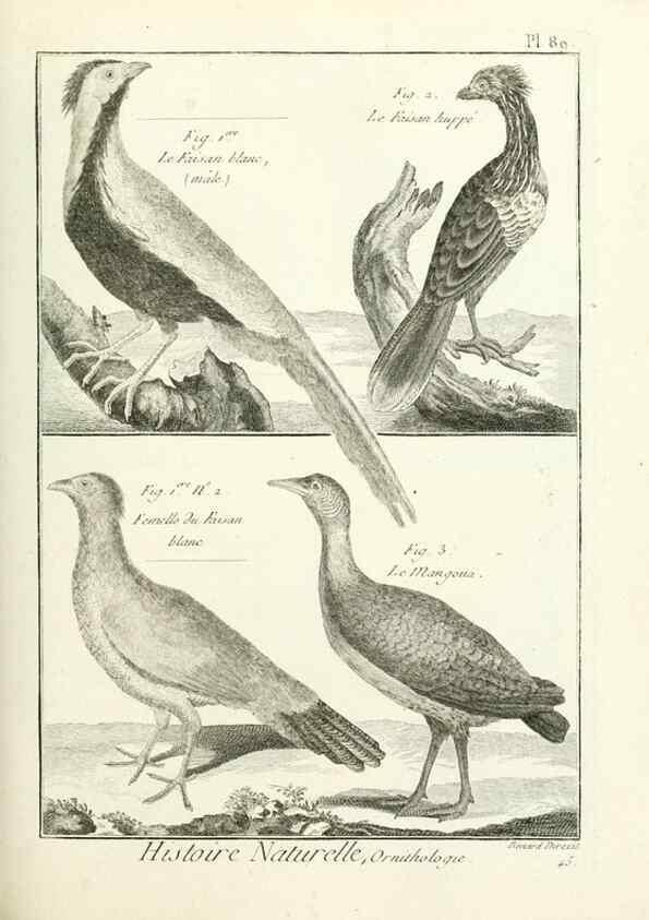 Reproducción/Reproduction 7850605760: Tableau encyclopédique et méthodique des trois règnes de la nature.. A Paris :Chez Mme. veuve Agasse ...,1823.