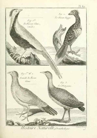 Reproducción/Reproduction 7850605760: Tableau encyclopédique et méthodique des trois règnes de la nature.. A Paris :Chez Mme. veuve Agasse ...,1823.