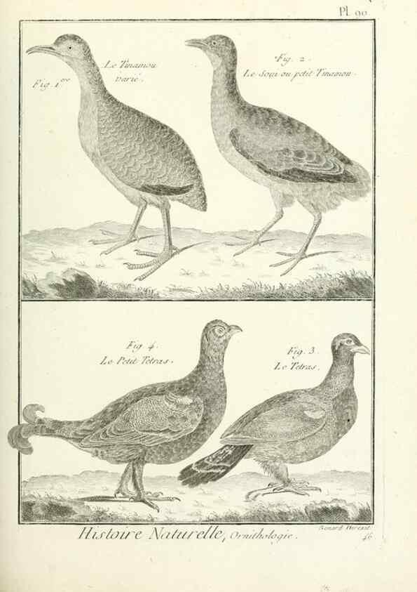 Reproducción/Reproduction 7850606806: Tableau encyclopédique et méthodique des trois règnes de la nature.. A Paris :Chez Mme. veuve Agasse ...,1823.