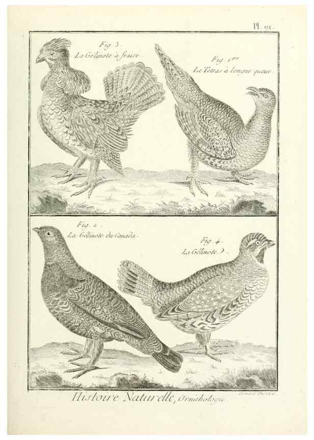 Reproducción/Reproduction 7850607834: Tableau encyclopédique et méthodique des trois règnes de la nature.. A Paris :Chez Mme. veuve Agasse ...,1823.