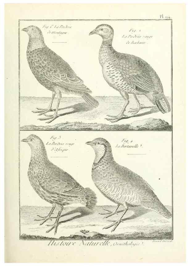 Reproducción/Reproduction 7850610150: Tableau encyclopédique et méthodique des trois règnes de la nature.. A Paris :Chez Mme. veuve Agasse ...,1823.
