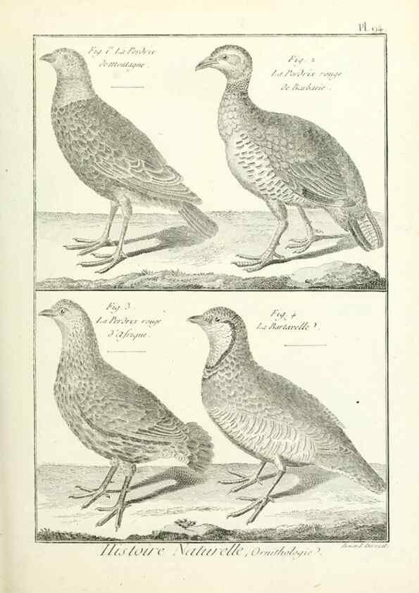 Reproducción/Reproduction 7850610150: Tableau encyclopédique et méthodique des trois règnes de la nature.. A Paris :Chez Mme. veuve Agasse ...,1823.