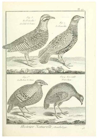 Reproducción/Reproduction 7850611300: Tableau encyclopédique et méthodique des trois règnes de la nature.. A Paris :Chez Mme. veuve Agasse ...,1823.