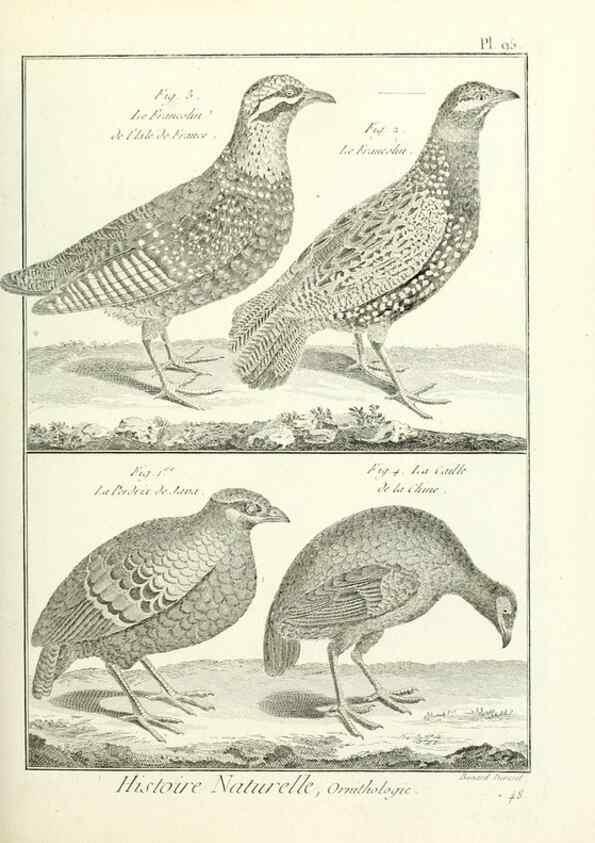 Reproducción/Reproduction 7850611300: Tableau encyclopédique et méthodique des trois règnes de la nature.. A Paris :Chez Mme. veuve Agasse ...,1823.