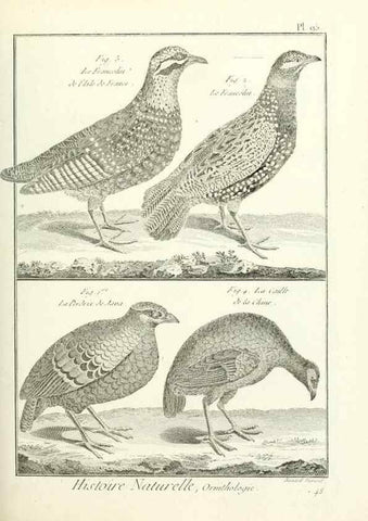 Reproducción/Reproduction 7850611300: Tableau encyclopédique et méthodique des trois règnes de la nature.. A Paris :Chez Mme. veuve Agasse ...,1823.