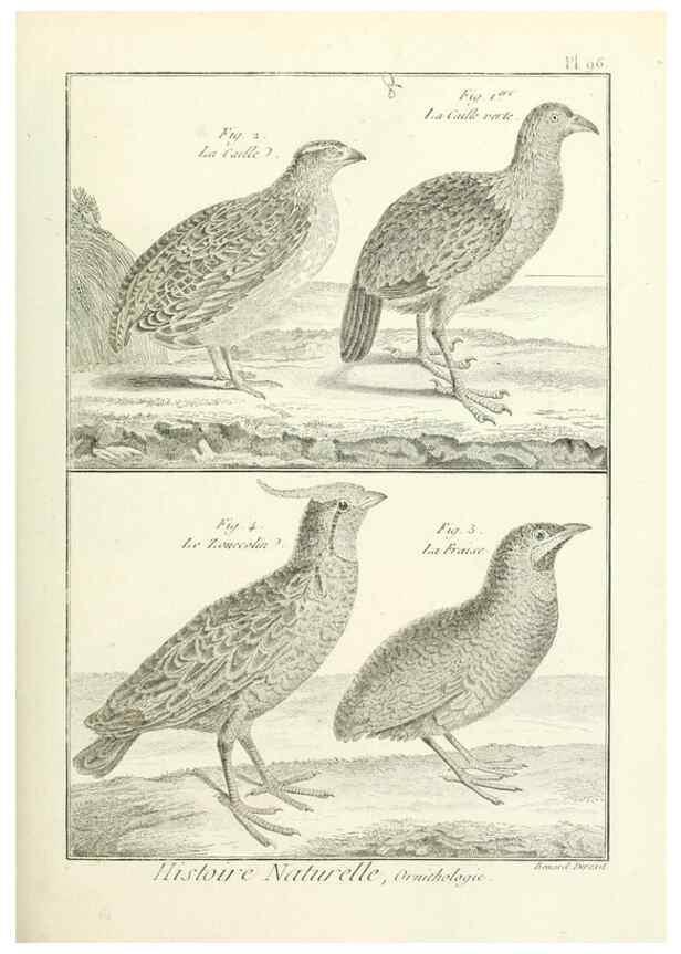 Reproducción/Reproduction 7850612554: Tableau encyclopédique et méthodique des trois règnes de la nature.. A Paris :Chez Mme. veuve Agasse ...,1823.