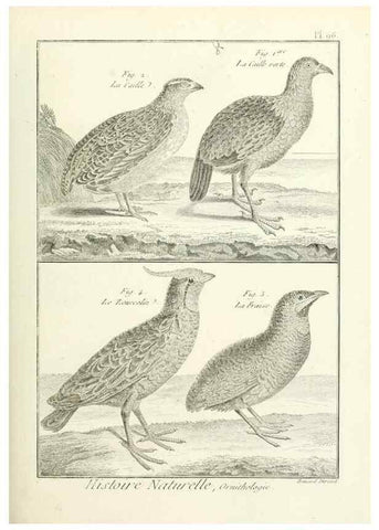 Reproducción/Reproduction 7850612554: Tableau encyclopédique et méthodique des trois règnes de la nature.. A Paris :Chez Mme. veuve Agasse ...,1823.