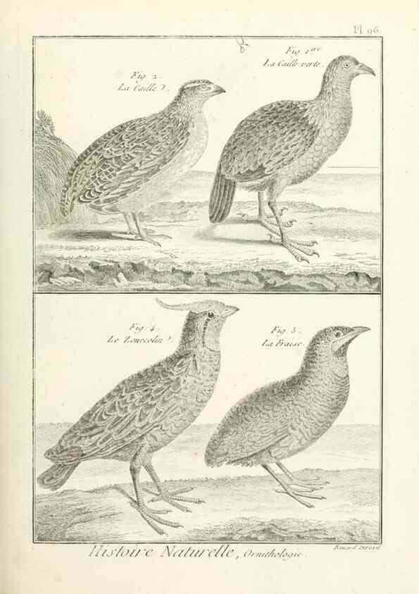 Reproducción/Reproduction 7850612554: Tableau encyclopédique et méthodique des trois règnes de la nature.. A Paris :Chez Mme. veuve Agasse ...,1823.