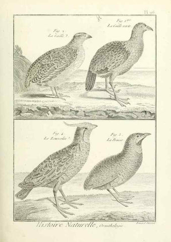 Reproducción/Reproduction 7850612554: Tableau encyclopédique et méthodique des trois règnes de la nature.. A Paris :Chez Mme. veuve Agasse ...,1823.