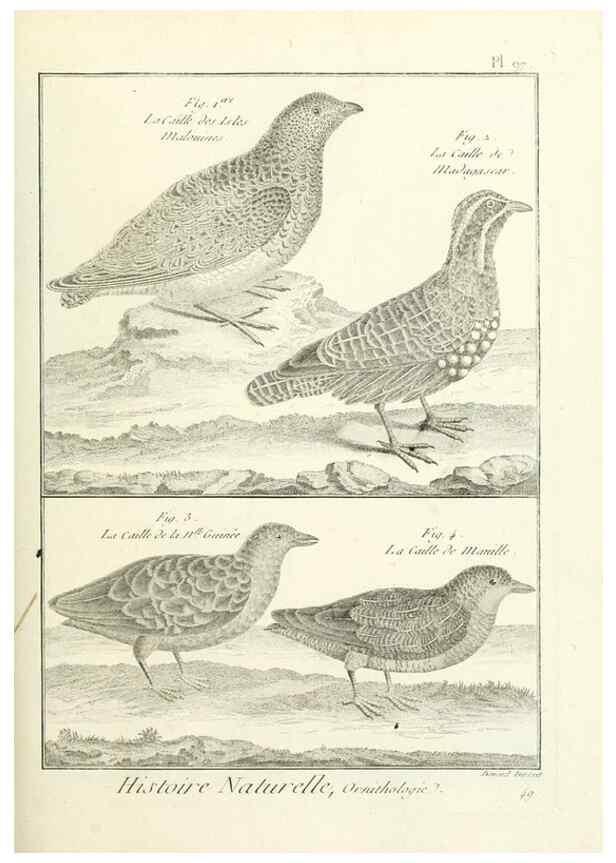 Reproducción/Reproduction 7850613578: Tableau encyclopédique et méthodique des trois règnes de la nature.. A Paris :Chez Mme. veuve Agasse ...,1823.