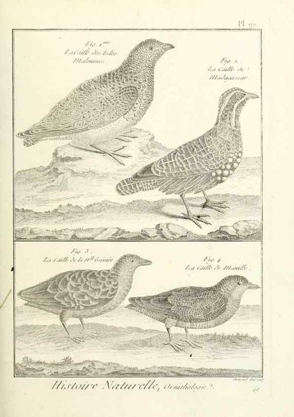 Reproducción/Reproduction 7850613578: Tableau encyclopédique et méthodique des trois règnes de la nature.. A Paris :Chez Mme. veuve Agasse ...,1823.
