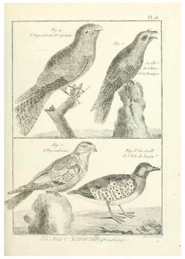 Reproducción/Reproduction 7850614672: Tableau encyclopédique et méthodique des trois règnes de la nature.. A Paris :Chez Mme. veuve Agasse ...,1823.