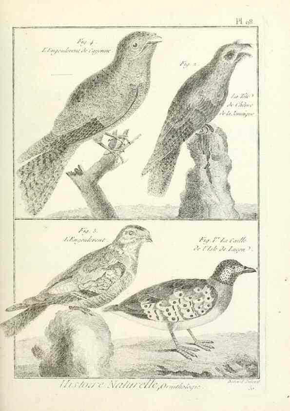 Reproducción/Reproduction 7850614672: Tableau encyclopédique et méthodique des trois règnes de la nature.. A Paris :Chez Mme. veuve Agasse ...,1823.