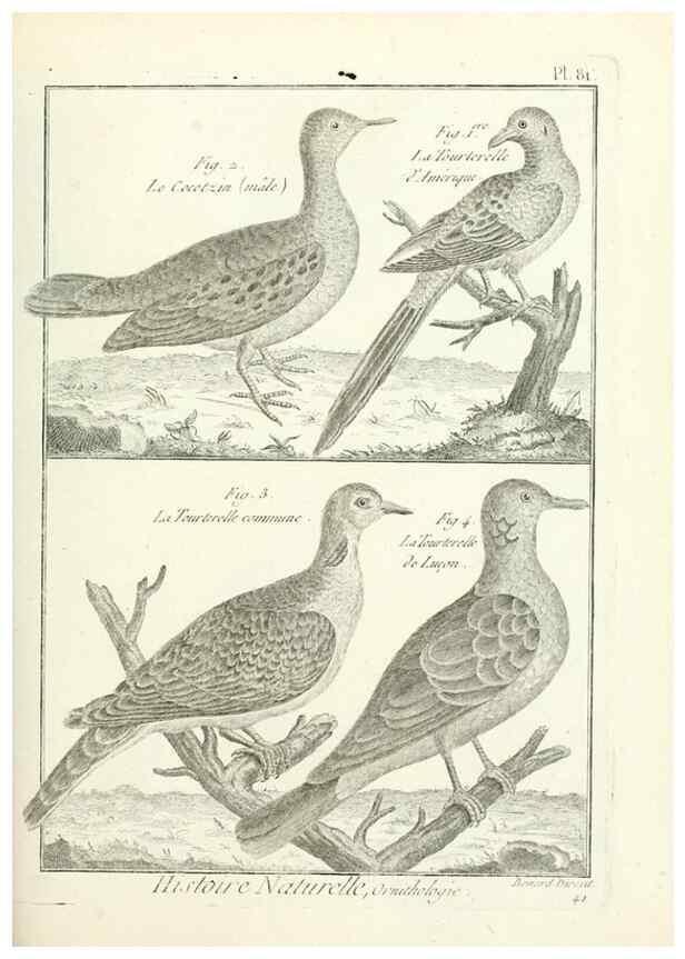 Reproducción/Reproduction 7850596998: Tableau encyclopédique et méthodique des trois règnes de la nature.. A Paris :Chez Mme. veuve Agasse ...,1823.