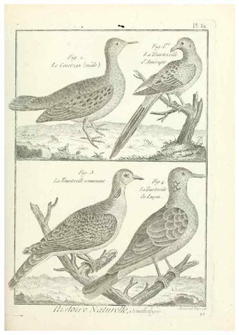 Reproducción/Reproduction 7850596998: Tableau encyclopédique et méthodique des trois règnes de la nature.. A Paris :Chez Mme. veuve Agasse ...,1823.